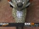 Snakeskin - Black & Clear (90cm)